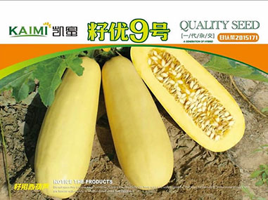 凱蜜【籽優(yōu)9號(hào)】籽用西葫蘆