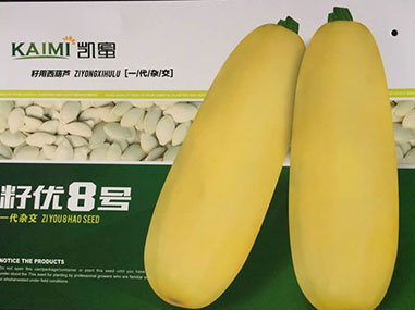 凱蜜【籽優(yōu)8號(hào)】籽用西葫蘆